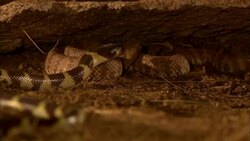 A king snake coils among rocks. Stock Footage