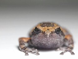 Bullfrog Stock Footage