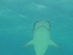 Tiger shark, Galeocerdo cuvier, pass close, Bahamas  Stock Footage