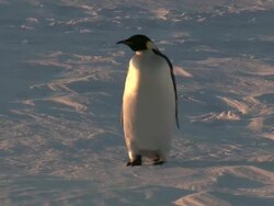 MS adult penguin walking on sea ice in evening light / EkstrÃƒÂ¶m Ice Shelf,Atka Iceport Emperor Penguin Colony,  Queen Maud land, Antarctica Stock Footage