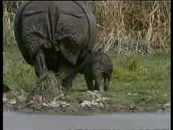 MS Greater One-horned Rhinoceros mother and baby walking away from camera, India Stock Footage
