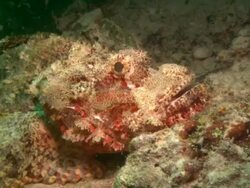 Scorpion fish, eye shot, close up. Borneo, Malaysia, Southeast Asia Stock Footage