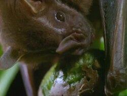 Artibeus Bat, BCU bat eating Dipteryx fruit; Panama; Stock Footage