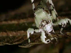 Lichen mimic katydid  (Machima sp.) in the Ecuadorian Amazon. Stock Footage