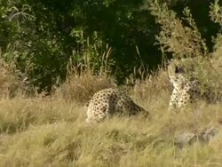 MS Cheetahs resting on grassy mound / Okavango Delta, North West District, Botswana Stock Footage