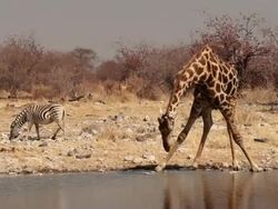 A giraffe strived to drink from a waterhole at Etsoha National Park in Namibia. Stock Footage