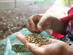 Woman selecting coffee grains for coffee ceremony Stock Footage