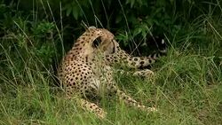 Cheetah Stock Footage