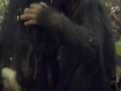 CU, Two young chimpanzees (Pan troglodytes) hugging, Gombe Stream National Park, Tanzania Stock Footage