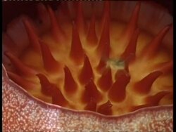 CU spiked disc inside Rafflesia flower, wasps and flies inside flower, Thailand Stock Footage