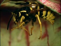 Wasp sinks to bottom of Sarracenia Pitcher Plant, UK Stock Footage