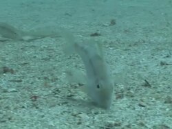 Goatfish (family Mullidae) feeding on sea floor, Poor Knights, New Zealand Stock Footage