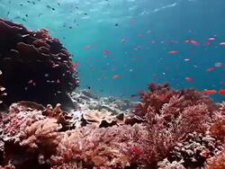 MS View of Colorful fishes swimming on soft and hard coral with anthias / Sipadan, Semporna, Tawau, Malaysia Stock Footage