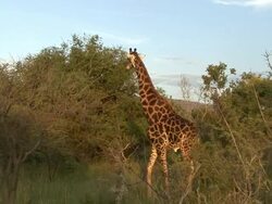 Giraffe Stock Footage