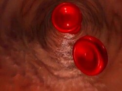 Travelling down an artery with bloodcells Stock Footage