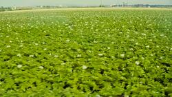 Potato field irrigation Stock Footage