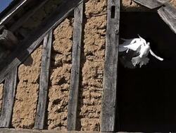 High speed Doves Taking off from Barn 500 fps Stock Footage