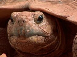 giant tortoise Stock Footage