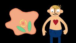 TED-ED: How we think complex cells evolved - Adam Jacobson Instructional Video