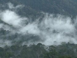 Misty rainforest, Maliau Basin, Sabah, Malaysia, Borneo Stock Footage