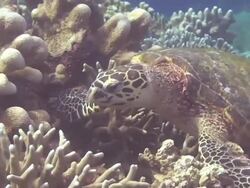 Turtle Feeding Stock Footage