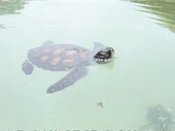 MS Green Turtle hatchlings, swimming just under surface, Redang, Malaysia Stock Footage