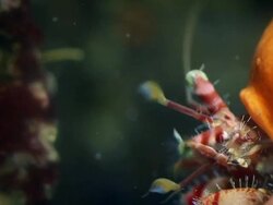 Pagurus bernhardus crab in the Abyss Stock Footage