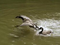 WS SLO MO Canadian geese landing in water  / Prairie du Chien, Wisconsin, USA Stock Footage