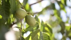 walnut tree Stock Footage