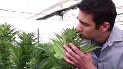 VOICED : Israel sees heady future for medical marijuana News Clip
