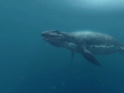 Medium pan-left pan-right - An underwater dinosaur with sharp teeth swims toward light in a computer-generated animation. / Denver, Colorado, USA Stock Footage