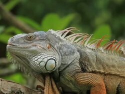 Iguana Stock Footage