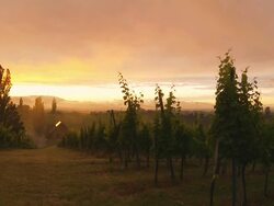 HD TIME LAPSE: Vineyard At Dawn Stock Footage