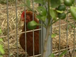 Chickens behind bars, Australia Stock Footage