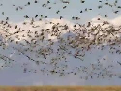 WS Greater sandhill cranes flying and landing with snowy mountain range backdrop / Monte Vista, Colorado, United States Stock Footage