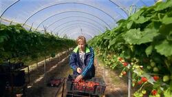 Female farm worker picks strawberries in poly tunnel during harvest. Stock Footage