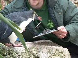 VOICED: Counting all the animals at London zoo News Clip