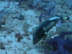 Titan triggerfish (Balistoides viridescens) trying to pick up shell, eventually succeeds, Southern Visayas, Philippines Stock Footage
