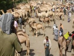 Overview of camel fair Stock Footage