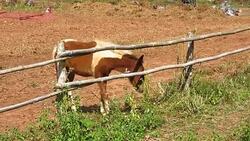 horse eating grass in farm Stock Footage