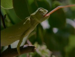 CU Flapnecked chameleon, Chamealeo dilepis, on branch snatching bee with tongue, side view, Botswana, Africa Stock Footage