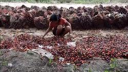 CLEAN : Palm oil at the root of SE Asia haze News Clip