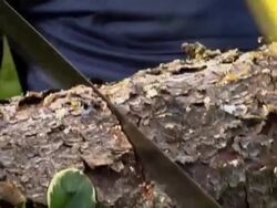 Sawing close up Stock Footage