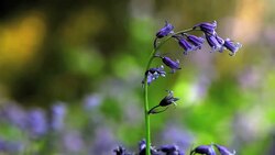 Close up of bluebell flowers on stem Stock Footage
