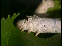 Silkworm, Bombyx mori,  front half of larva feeding on leaf, CU, Israel Stock Footage