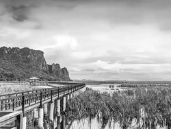 Wooden boardwalk on the lake in national park, Thailand Stock Footage