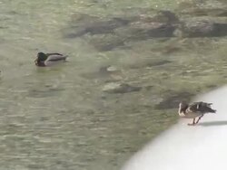 HD: Ducks Stock Footage