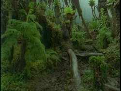 MS muddy path through jungle, Uganda, Africa Stock Footage