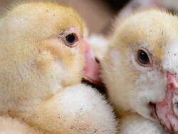 Duckling Stock Footage