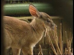 SOUTH AFRICA:  ZOO CELEBRATES BIRTH OF A SUNI ANTELOPE News Clip